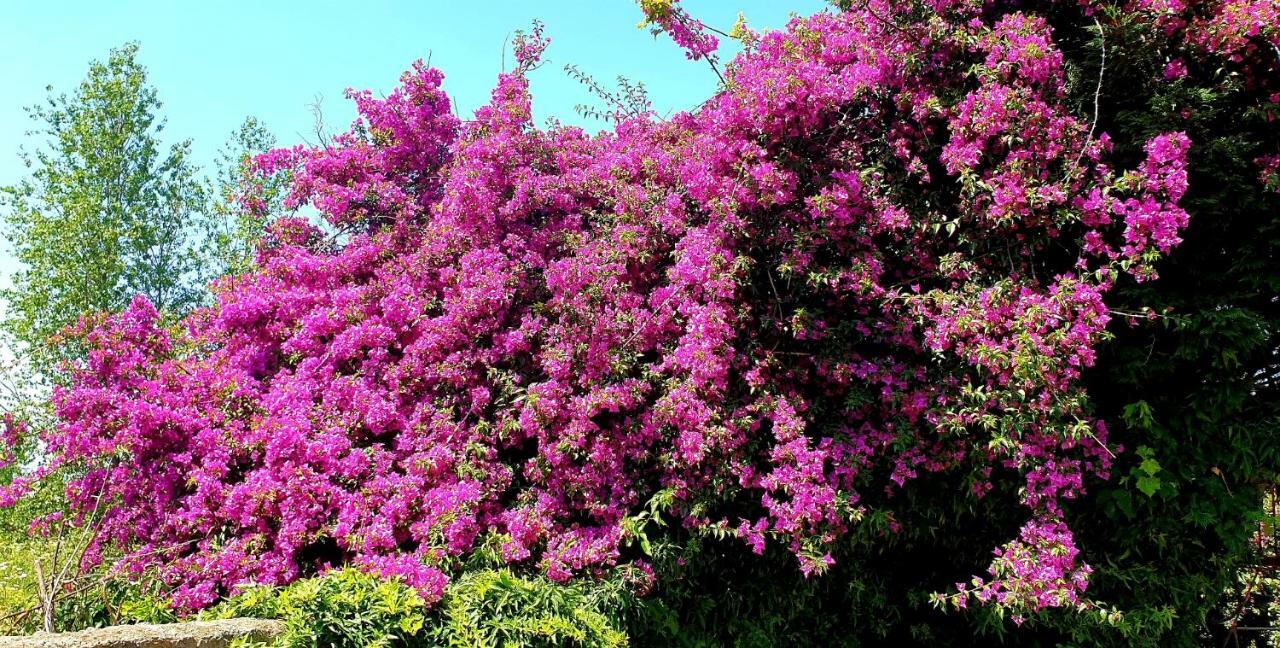 B&B Il Giardino Di Villa Anna Trecase Zewnętrze zdjęcie